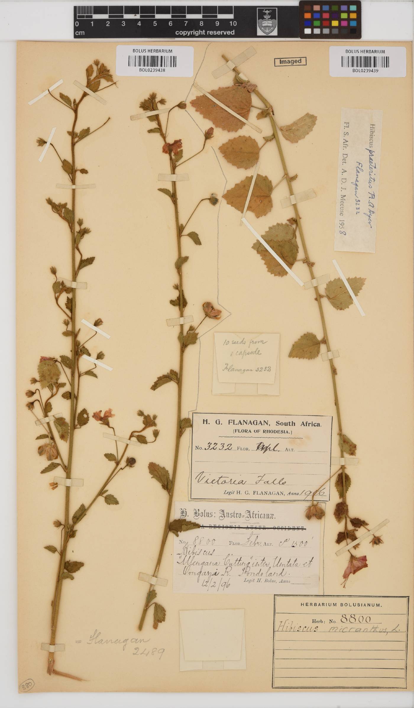 Hibiscus micranthus image