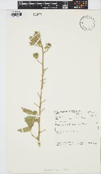 Hibiscus fleckii image