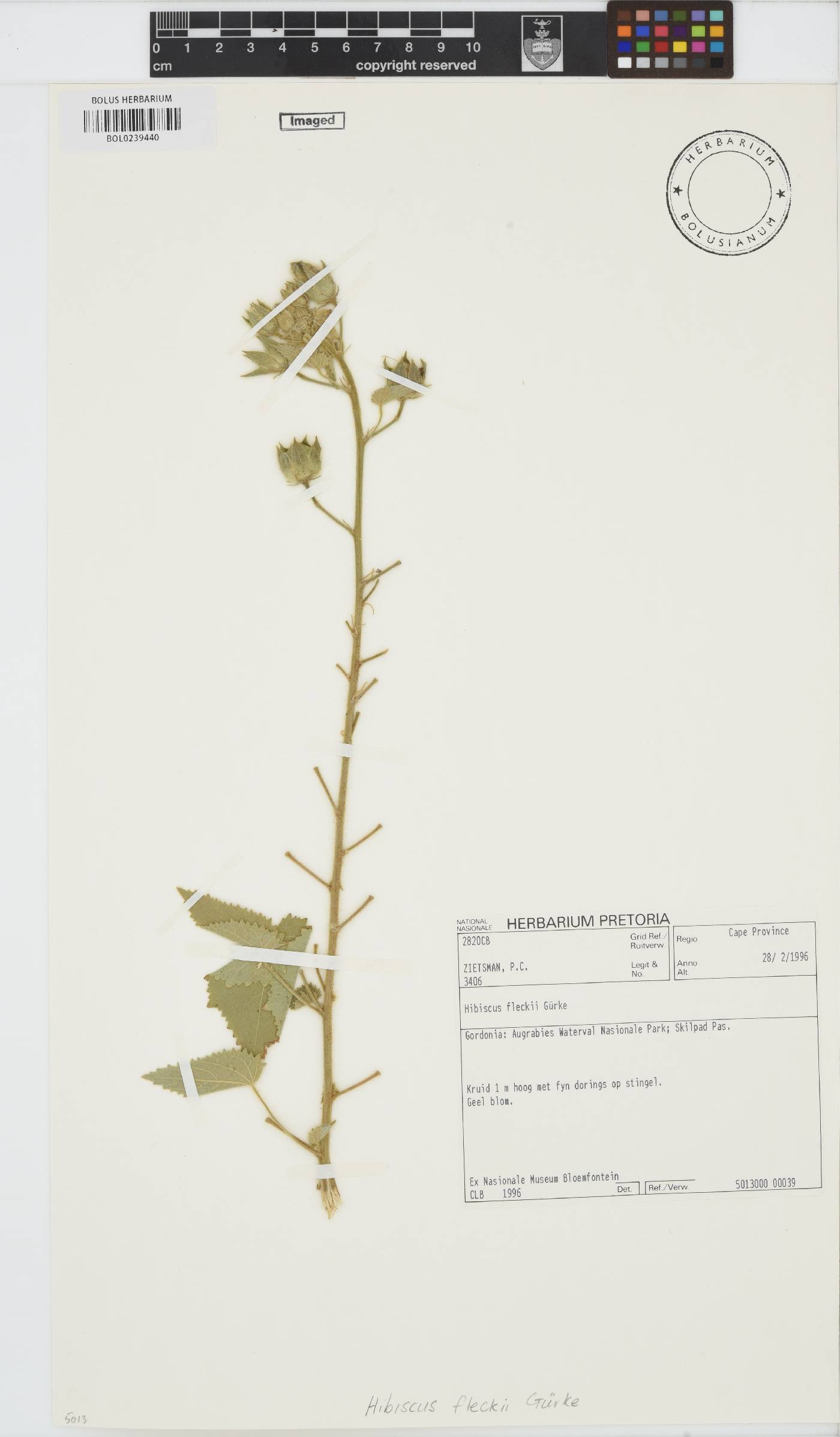 Hibiscus fleckii image