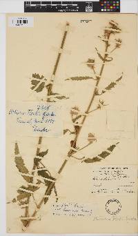 Hibiscus fleckii image