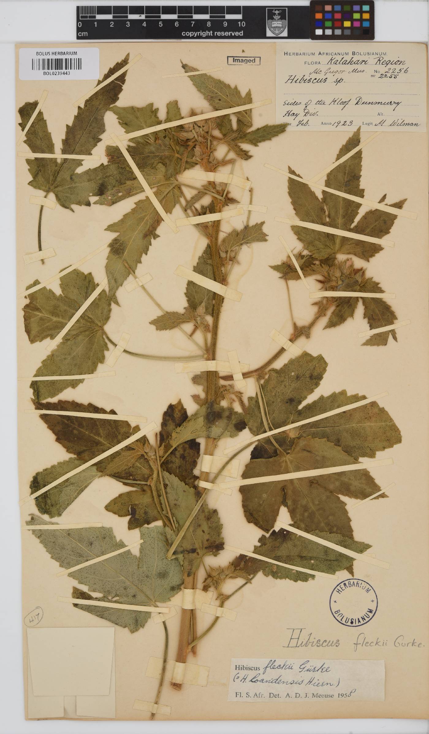 Hibiscus fleckii image