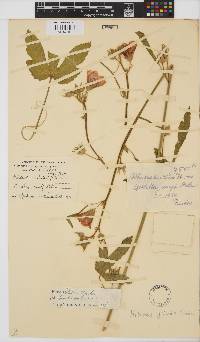 Hibiscus fleckii image