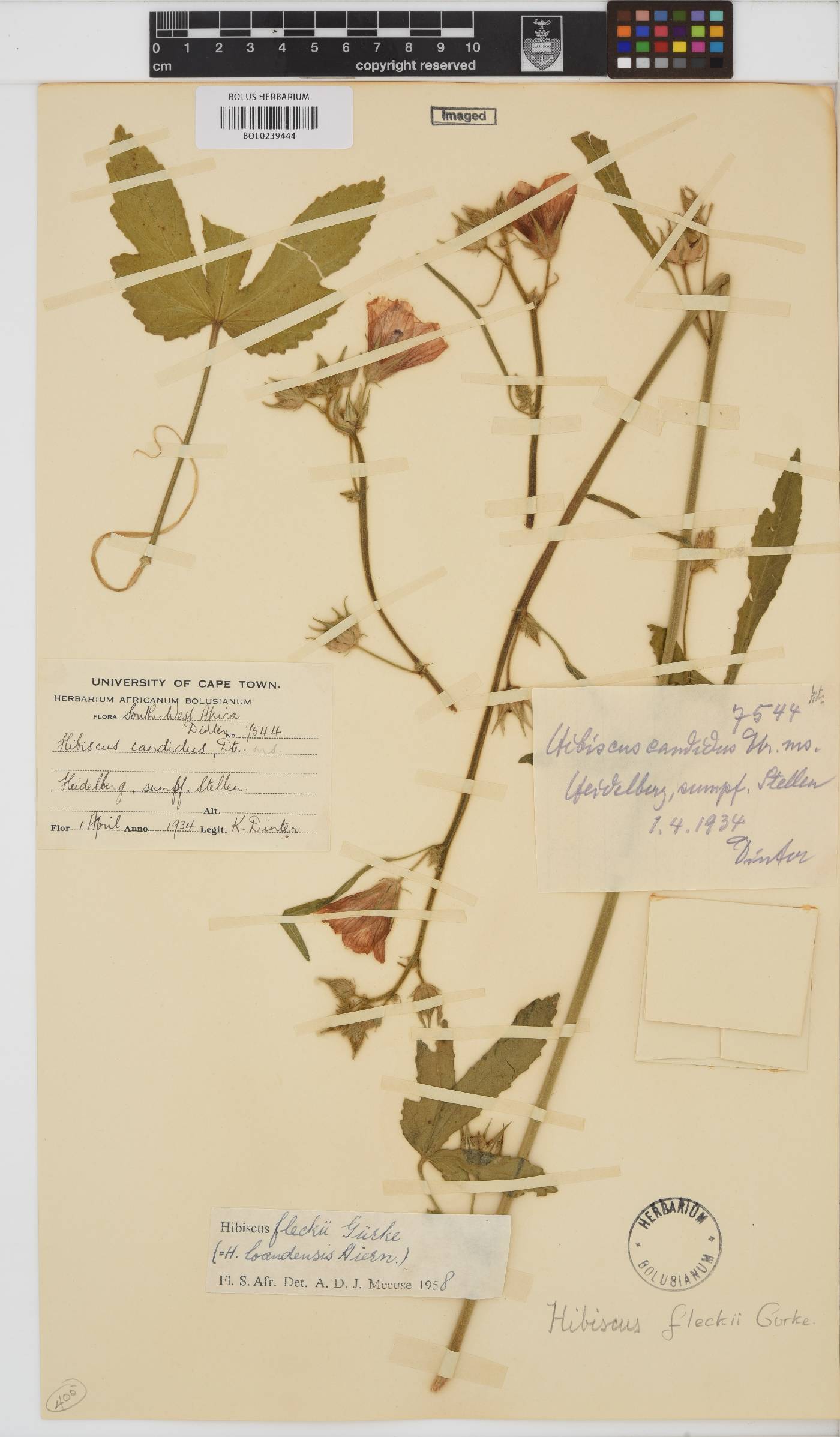 Hibiscus fleckii image