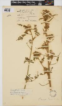 Hibiscus fleckii image