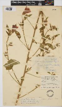Hibiscus fleckii image