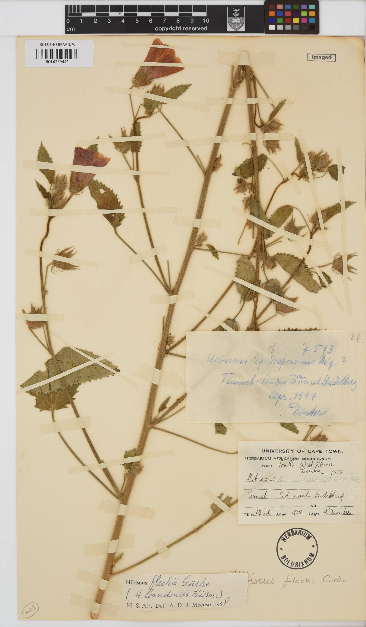 Hibiscus fleckii image