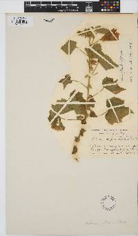 Hibiscus fleckii image
