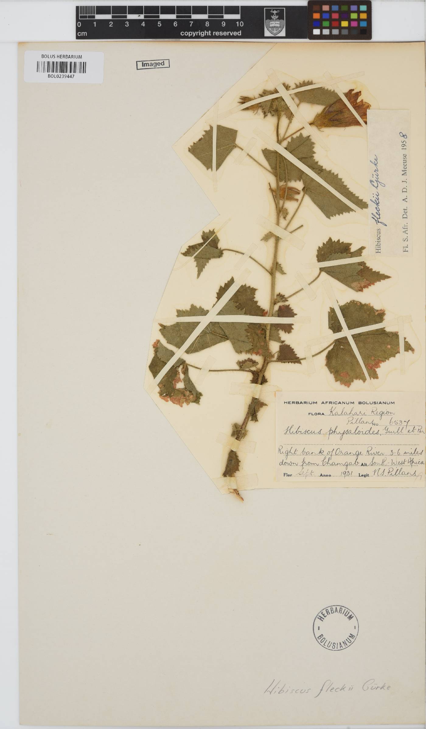 Hibiscus fleckii image