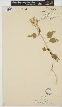 Hibiscus fleckii image