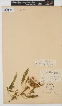 Hibiscus fleckii image