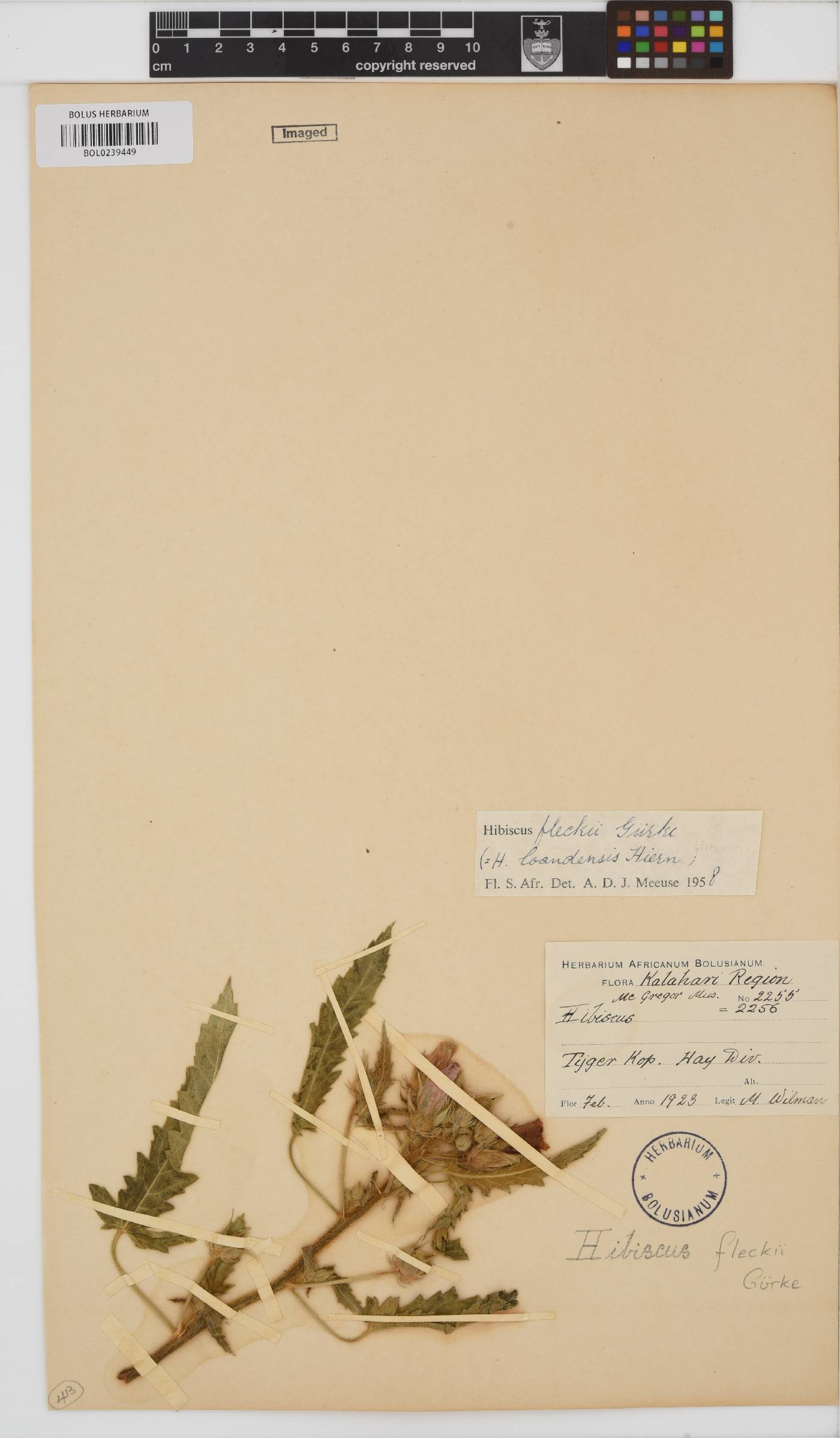 Hibiscus fleckii image