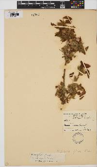 Hibiscus fleckii image