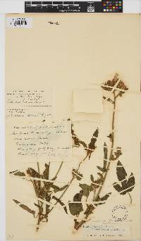 Hibiscus fleckii image