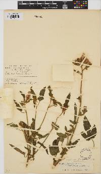 Hibiscus fleckii image