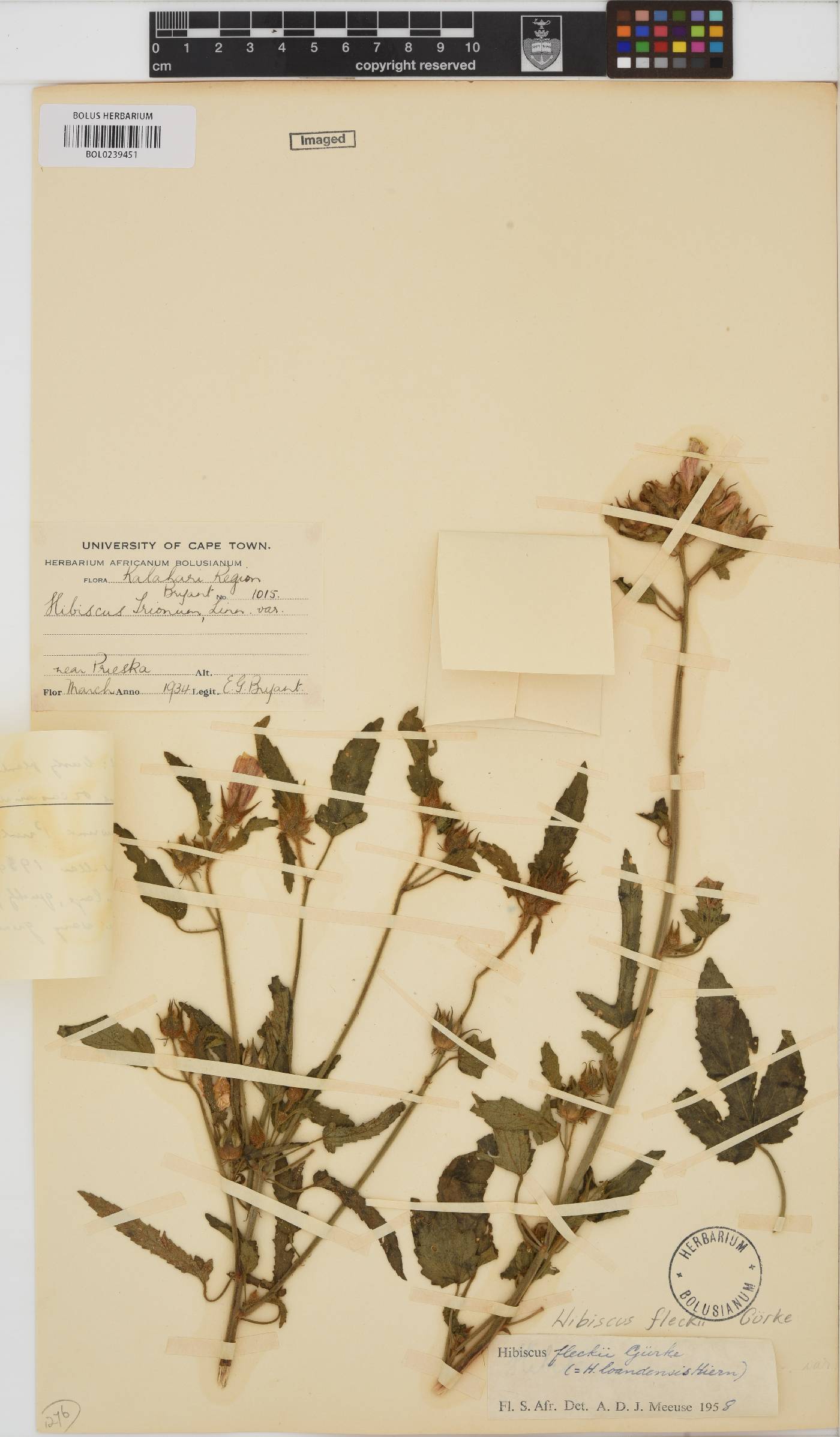 Hibiscus fleckii image