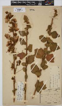 Hibiscus fuscus image