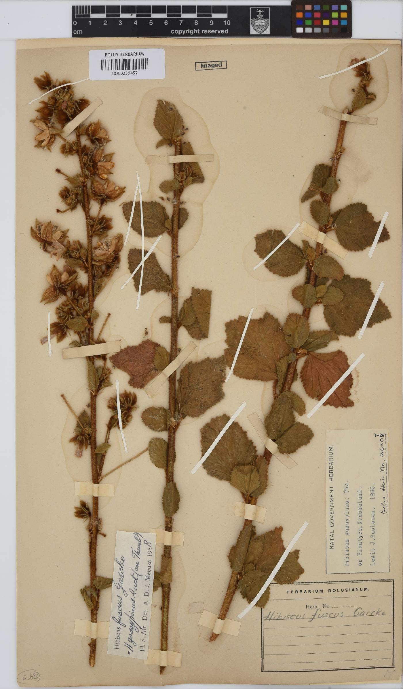 Hibiscus fuscus image