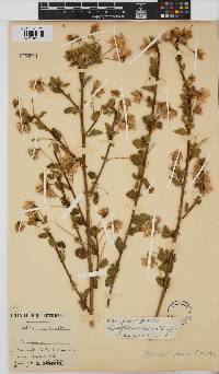 Hibiscus fuscus image