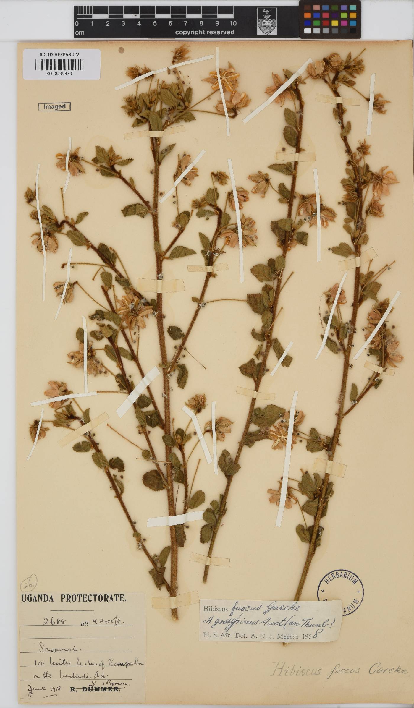 Hibiscus fuscus image