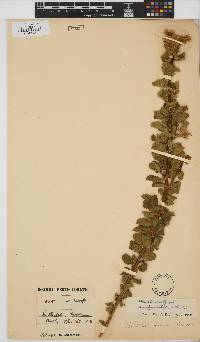 Hibiscus fuscus image