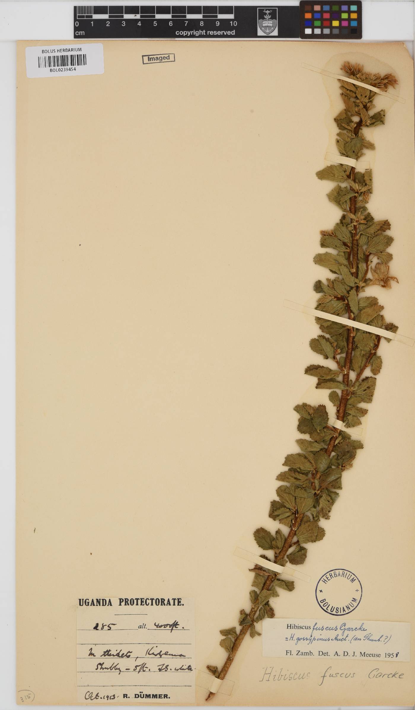 Hibiscus fuscus image