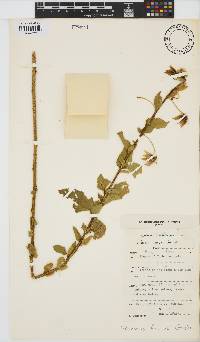 Hibiscus fuscus image