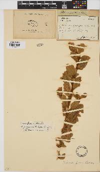Hibiscus fuscus image
