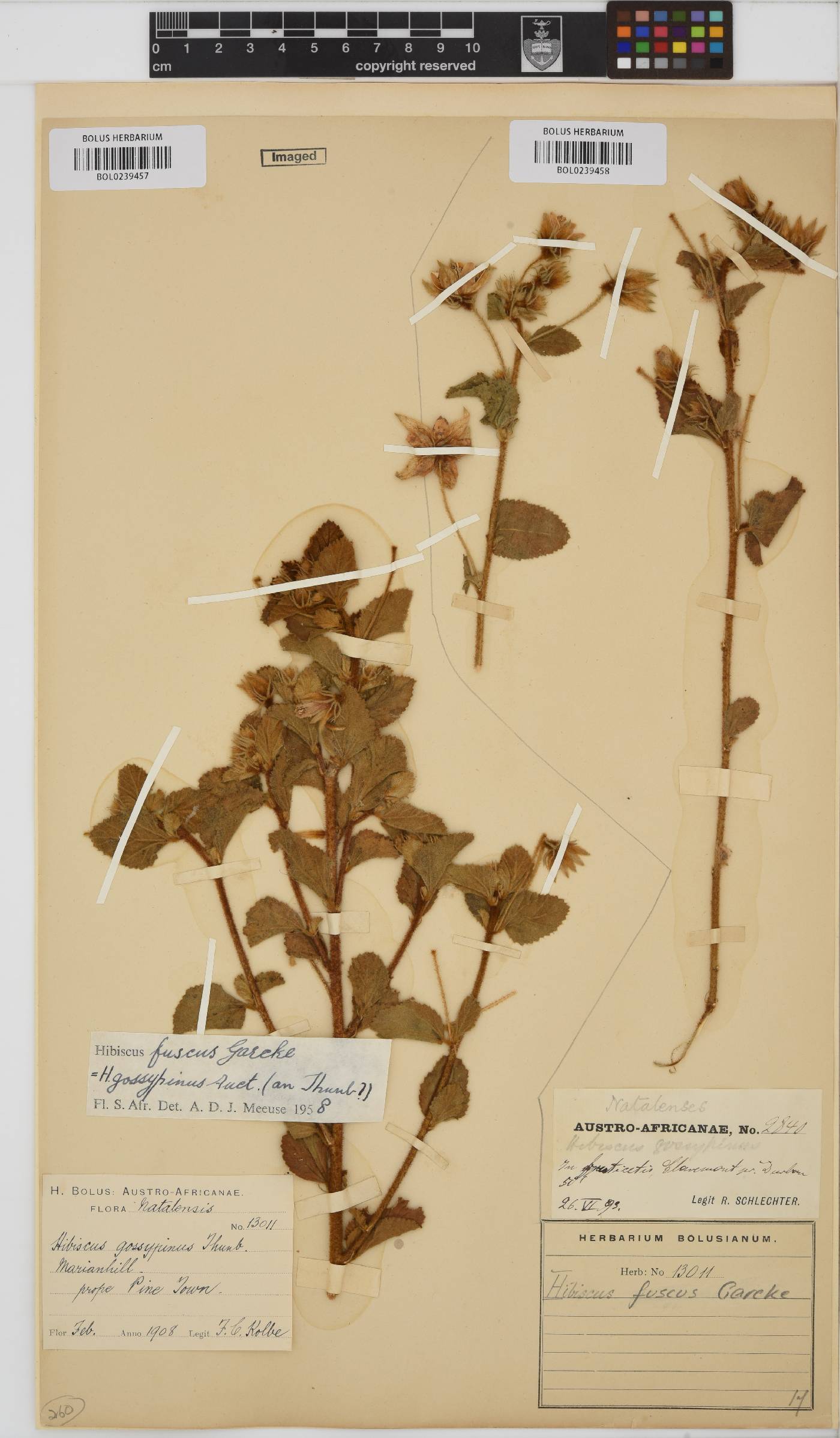 Hibiscus fuscus image