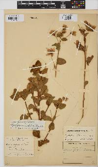 Hibiscus fuscus image