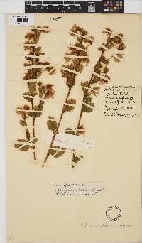 Hibiscus fuscus image