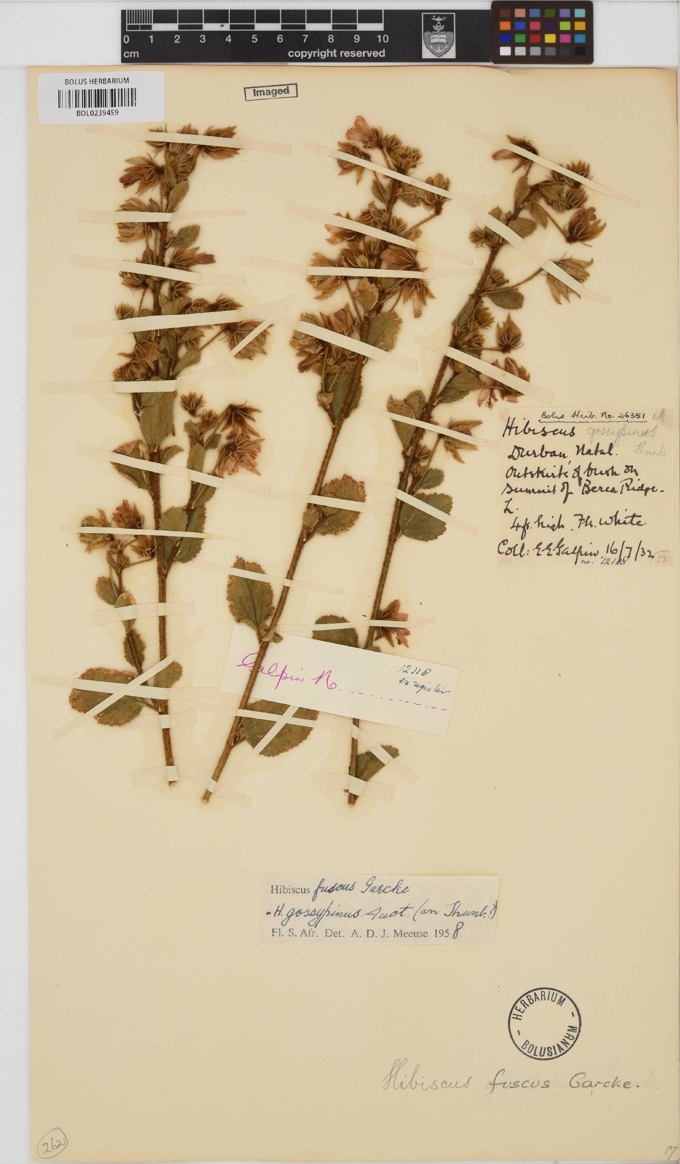 Hibiscus fuscus image