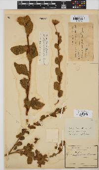 Hibiscus pusillus image