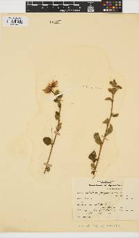 Hibiscus fuscus image