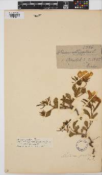 Hibiscus pusillus image