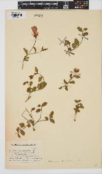 Hibiscus pusillus image