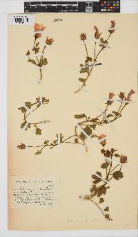 Hibiscus pusillus image