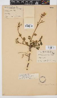 Hibiscus pusillus image