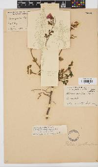 Hibiscus pusillus image
