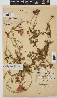 Hibiscus pusillus image