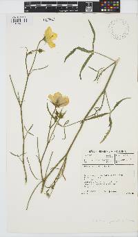 Hibiscus pusillus image