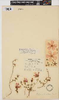 Hibiscus pusillus image