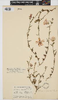 Hibiscus pusillus image