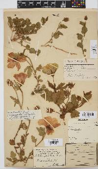Hibiscus pusillus image