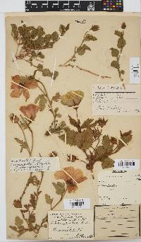 Hibiscus pusillus image
