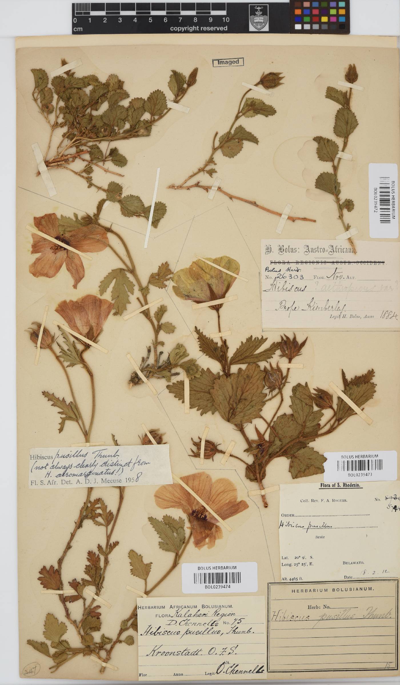 Hibiscus pusillus image