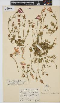 Hibiscus pusillus image