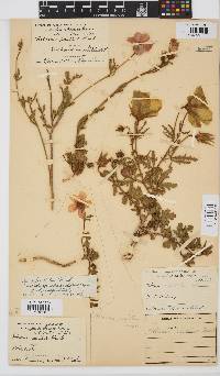 Hibiscus pusillus image