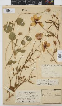 Hibiscus pusillus image