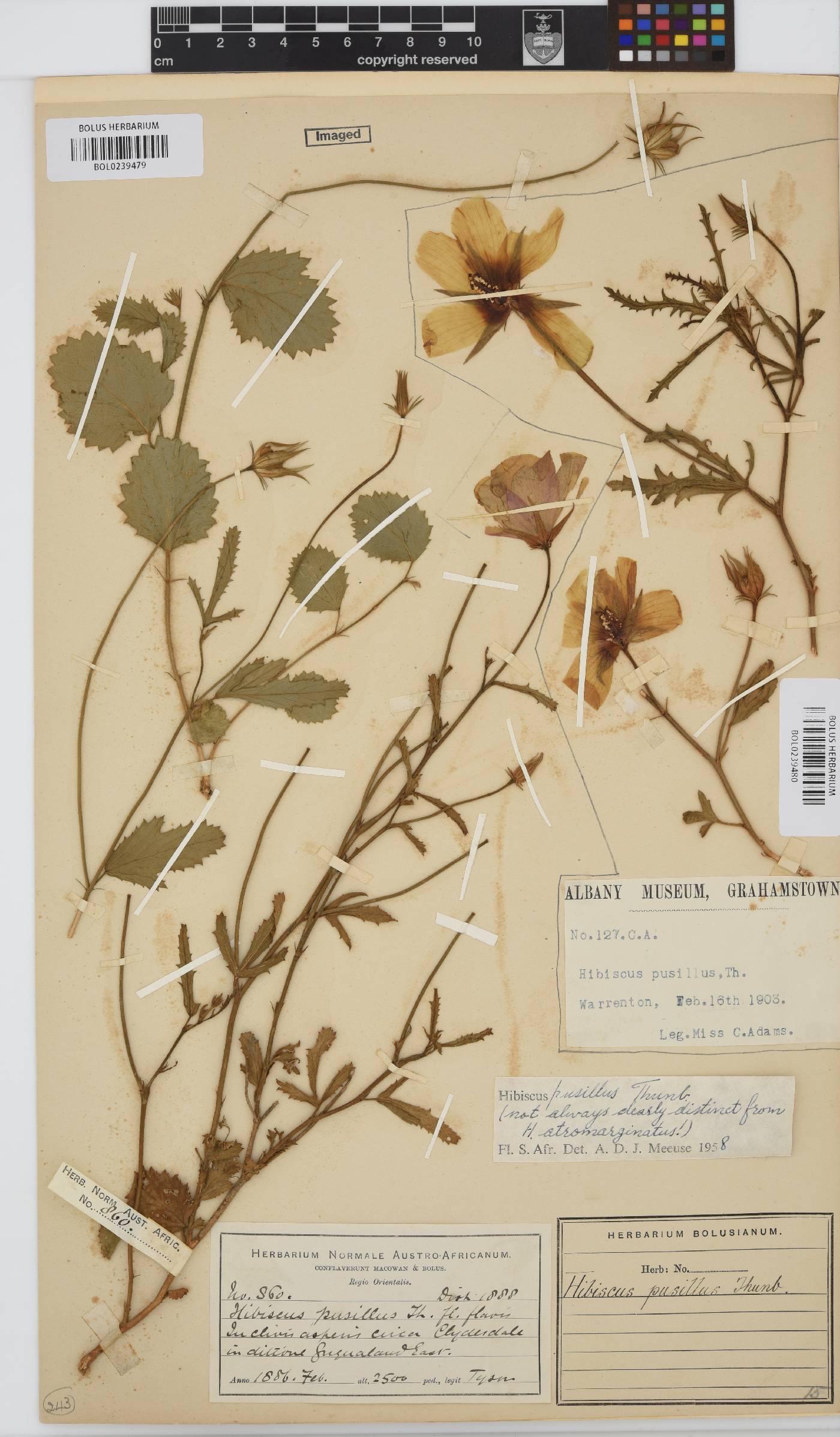 Hibiscus pusillus image