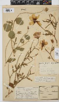 Hibiscus pusillus image